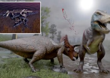 ‘Winning the lottery’: Preserved fossile tissue reveals shocking cause of death for largest T. Rex ever found