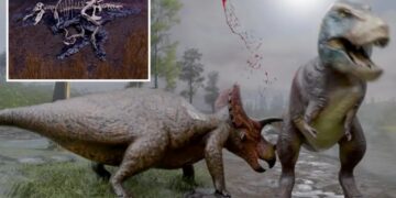 ‘Winning the lottery’: Preserved fossile tissue reveals shocking cause of death for largest T. Rex ever found