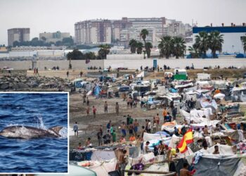 Vile video shows baby dolphin beaten at beach — sparking outrage against attackers