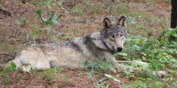 Rare sighting of endangered gray wolf spotted in Lake County brings hope of a California comeback