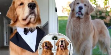 Tucker Budzyn, viral Golden Retriever sensation, dies at 8 after cancer diagnosis