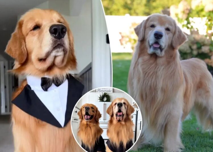 Tucker Budzyn, viral Golden Retriever sensation, dies at 8 after cancer diagnosis
