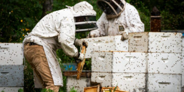 A Bad Year for Bees Gets Worse as Trump’s Tariffs Hit Canada’s Honey Belt