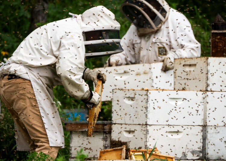 A Bad Year for Bees Gets Worse as Trump’s Tariffs Hit Canada’s Honey Belt