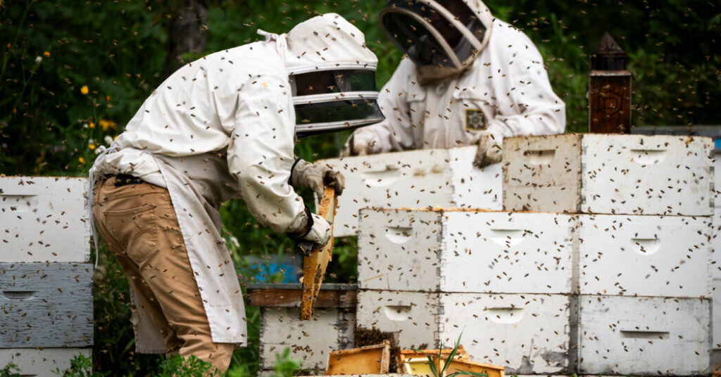 A Bad Year for Bees Gets Worse as Trump’s Tariffs Hit Canada’s Honey Belt