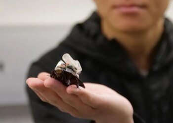 These Cyborg Cockroaches Could Save Your Life