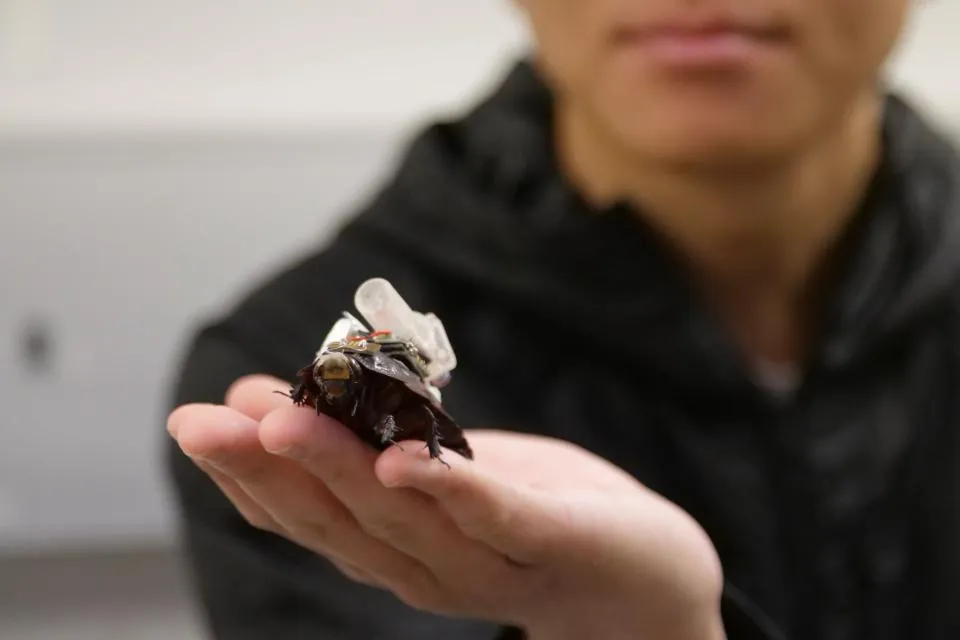 These Cyborg Cockroaches Could Save Your Life