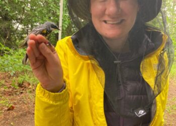 I put a tiny backpack on a warbler. It revealed an epic migration.
