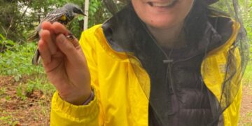I put a tiny backpack on a warbler. It revealed an epic migration.