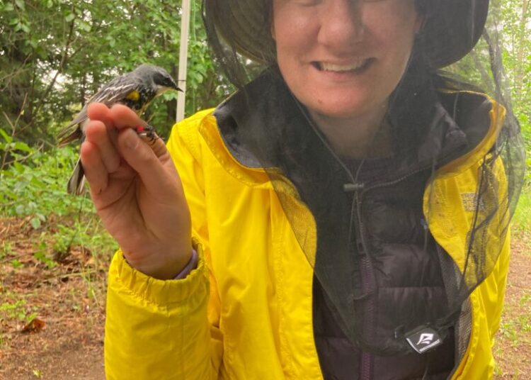 I put a tiny backpack on a warbler. It revealed an epic migration.
