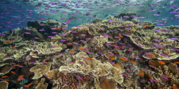 The Great Barrier Reef refuses to die on schedule