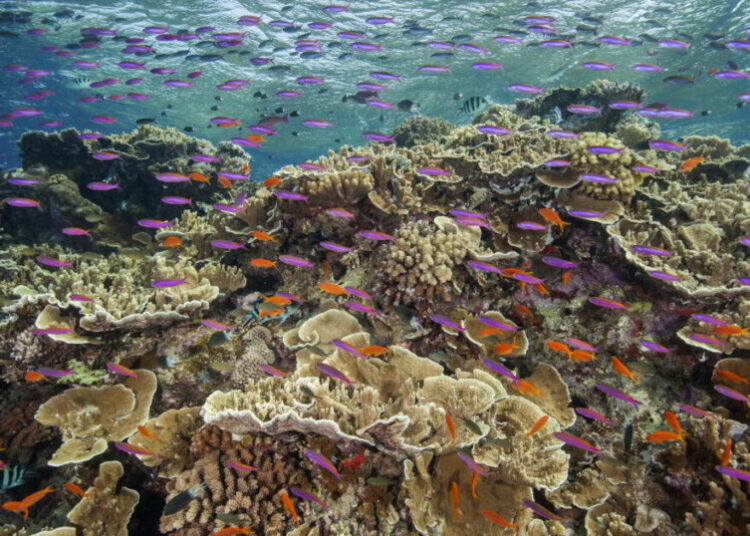 The Great Barrier Reef refuses to die on schedule