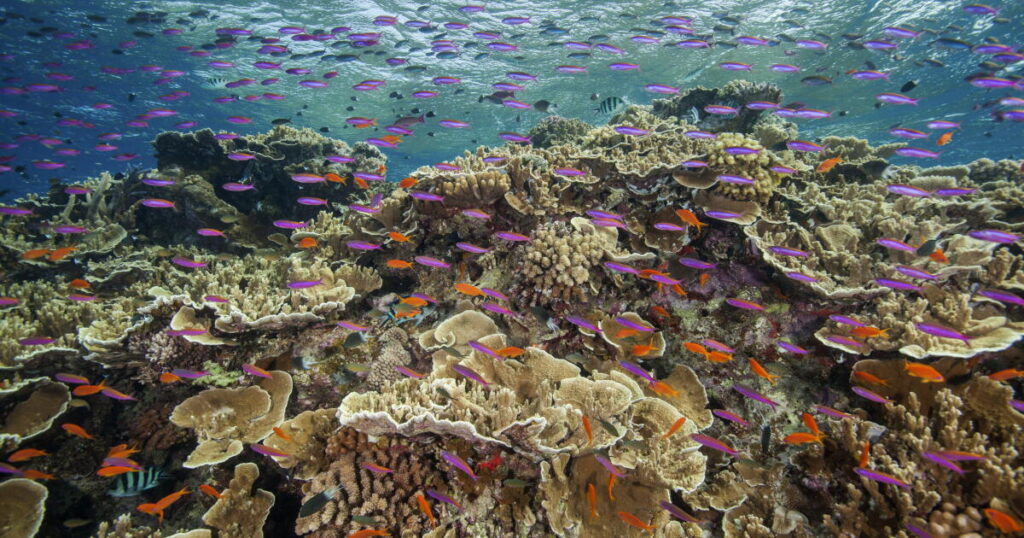 The Great Barrier Reef refuses to die on schedule