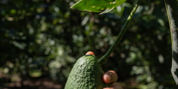 In this small Mexican town, avocados were a lifeline — and a curse
