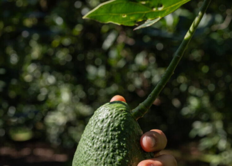In this small Mexican town, avocados were a lifeline — and a curse