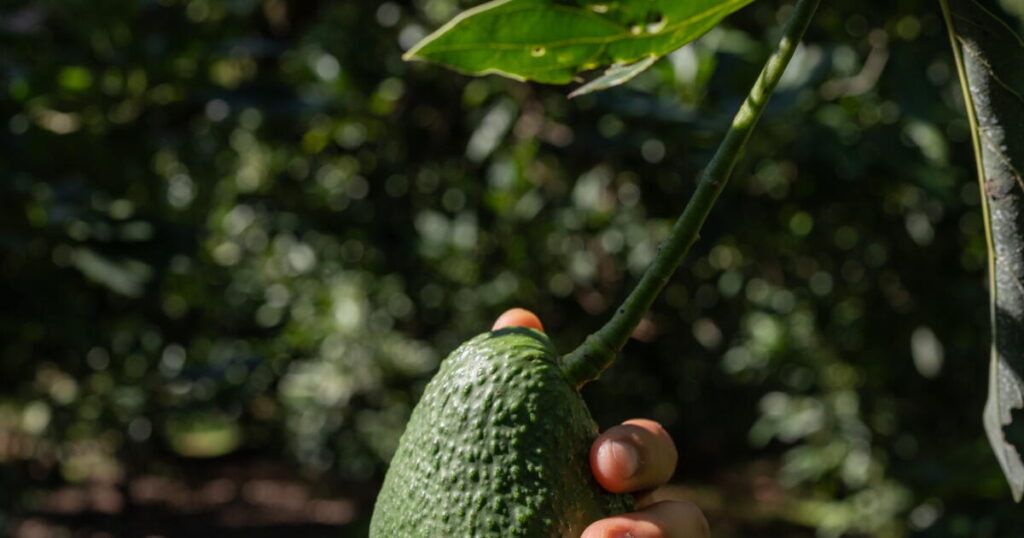 In this small Mexican town, avocados were a lifeline — and a curse