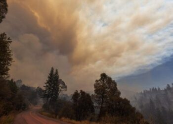 Fires Can Destroy, or Save, America’s Great Forests