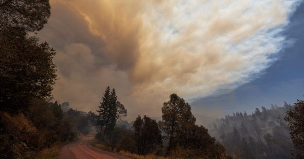 Fires Can Destroy, or Save, America’s Great Forests