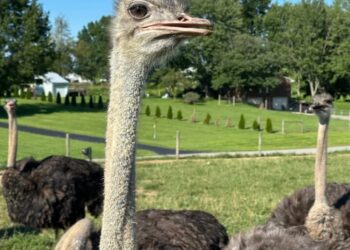 ‘It tastes exactly like beef.’ For people with a life-threatening allergy to red meat, an ostrich burger can bring them to the verge of tears