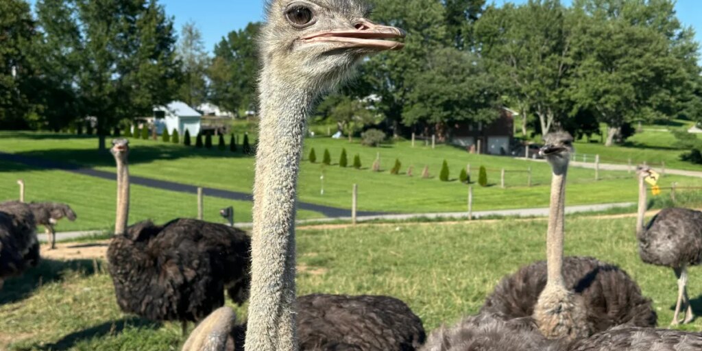 ‘It tastes exactly like beef.’ For people with a life-threatening allergy to red meat, an ostrich burger can bring them to the verge of tears
