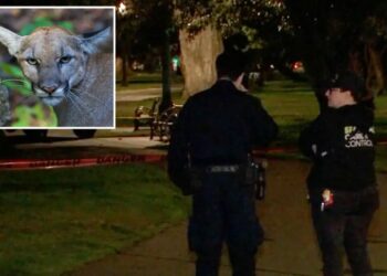Mountain lion lurks in a tree on busy residential street in San Francisco — as animal control scrambles