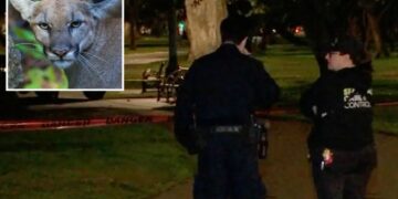 Mountain lion lurks in a tree on busy residential street in San Francisco — as animal control scrambles