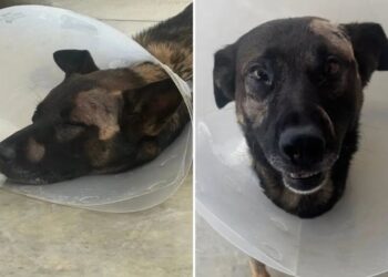 Hero San Diego sheriff’s K-9 stabbed in face while taking on burglar in Escondido