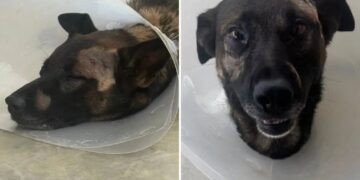 Hero San Diego sheriff’s K-9 stabbed in face while taking on burglar in Escondido