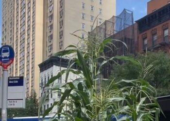Neighbors Rally After a Manhattan Preschool’s Corn Stalks Are Vandalized