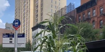 Neighbors Rally After a Manhattan Preschool’s Corn Stalks Are Vandalized