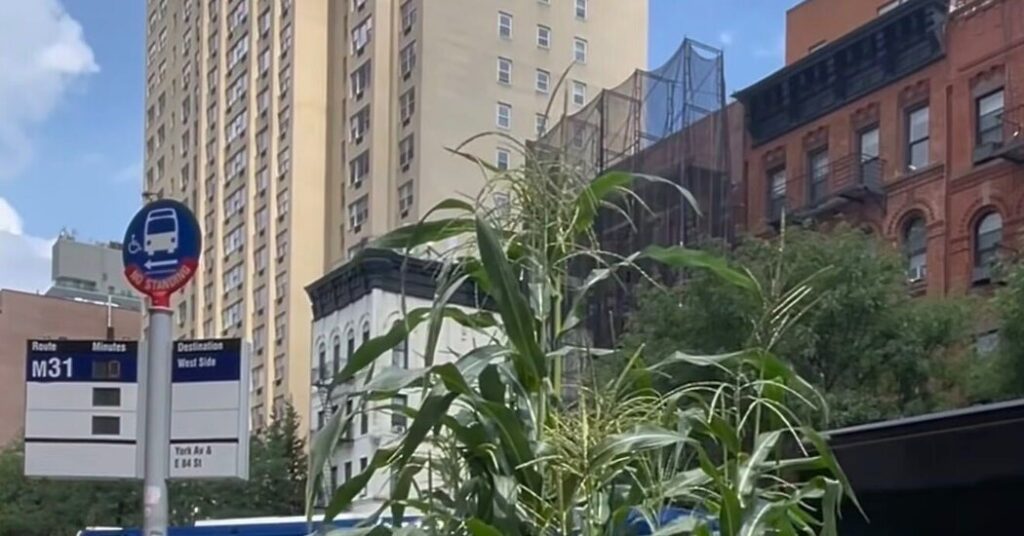 Neighbors Rally After a Manhattan Preschool’s Corn Stalks Are Vandalized