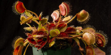 These Plants Have a Protein-Packed Diet, Too