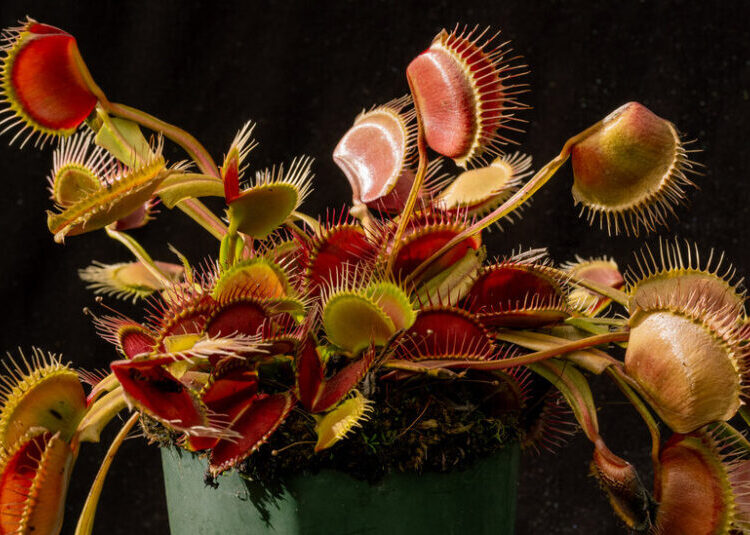These Plants Have a Protein-Packed Diet, Too