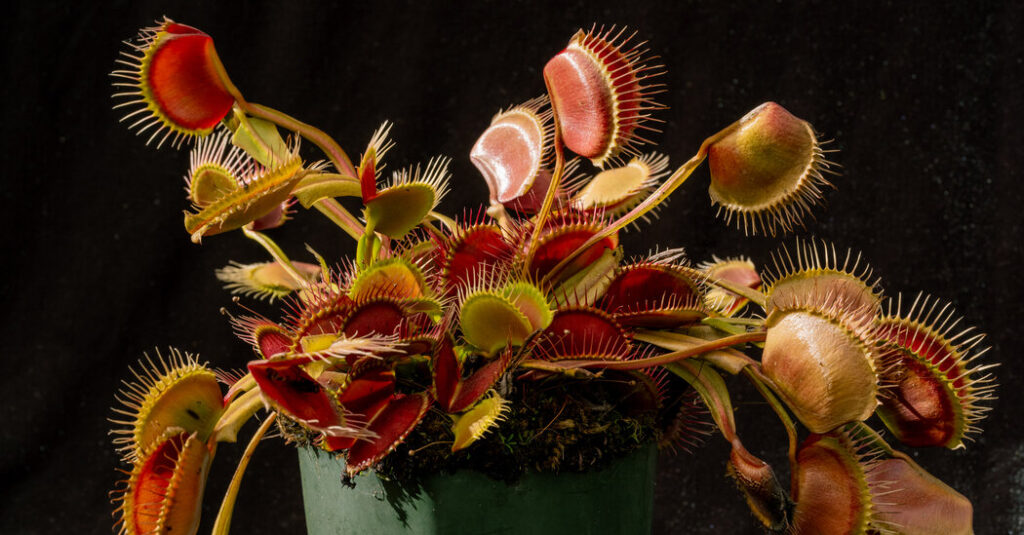 These Plants Have a Protein-Packed Diet, Too