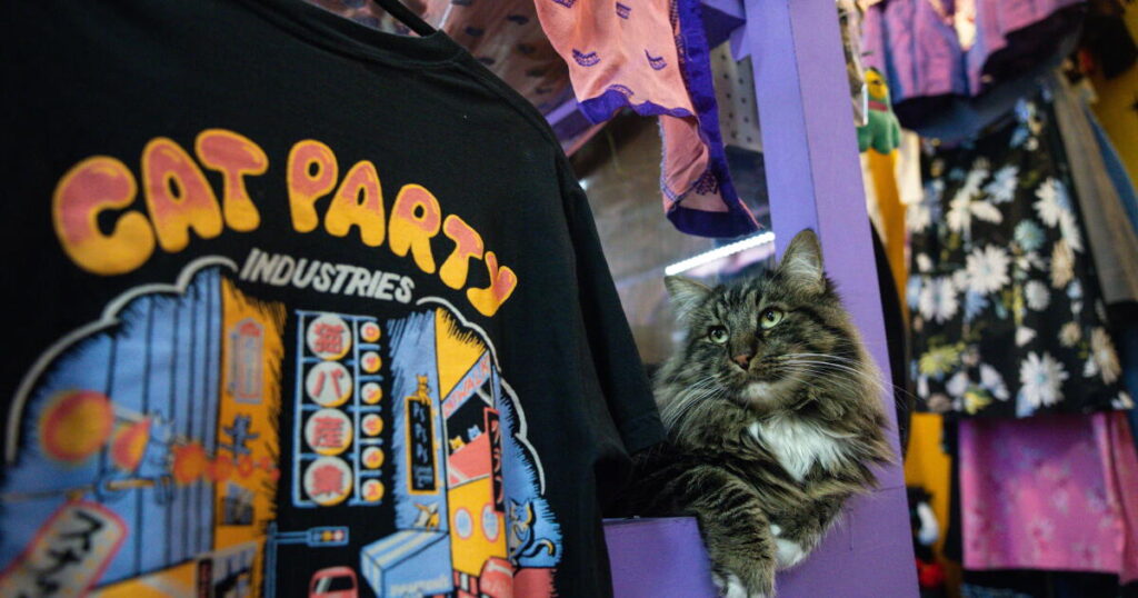 Catnip Coalition is a thrift and cat lover’s paradise