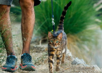 ‘It’s a cat on a leash!’ Why so many L.A. people walk their feline friends