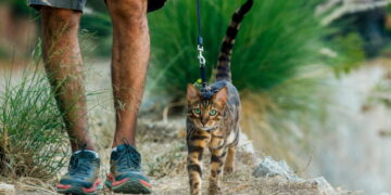 ‘It’s a cat on a leash!’ Why so many L.A. people walk their feline friends