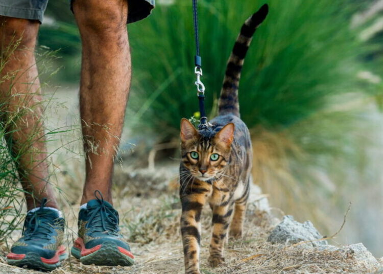 ‘It’s a cat on a leash!’ Why so many L.A. people walk their feline friends