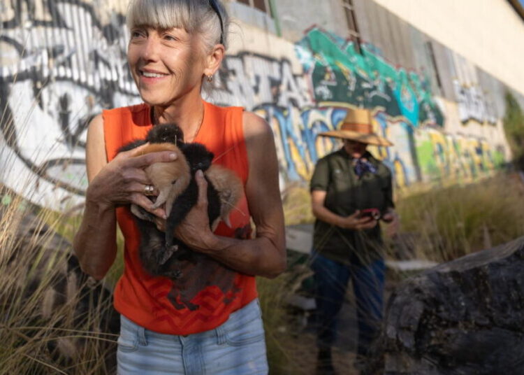 She helps trap 50 feral cats a week. Her dream? Cat rescuers in every L.A. neighborhood