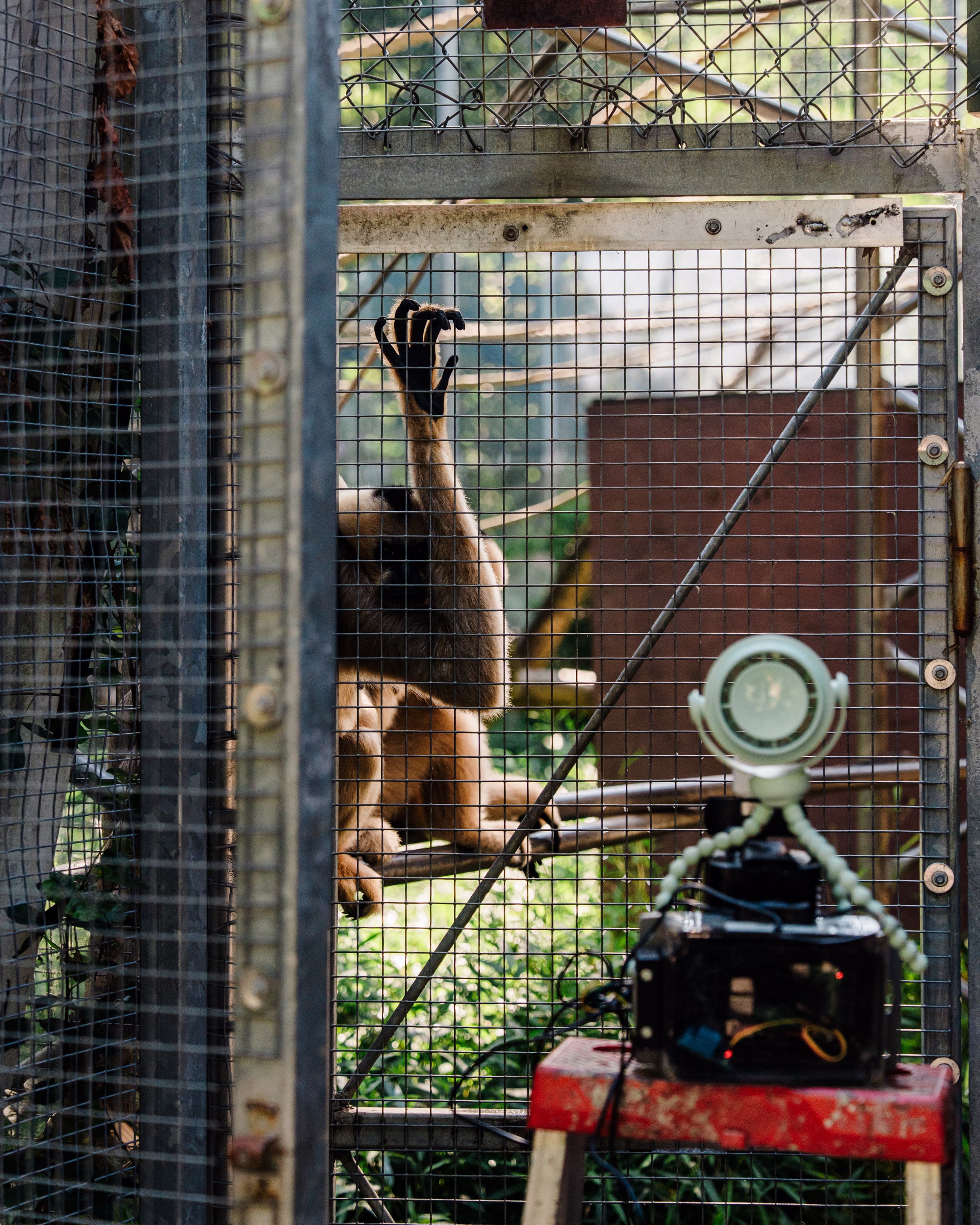 a gibbon monkey is in a cage behind a camera