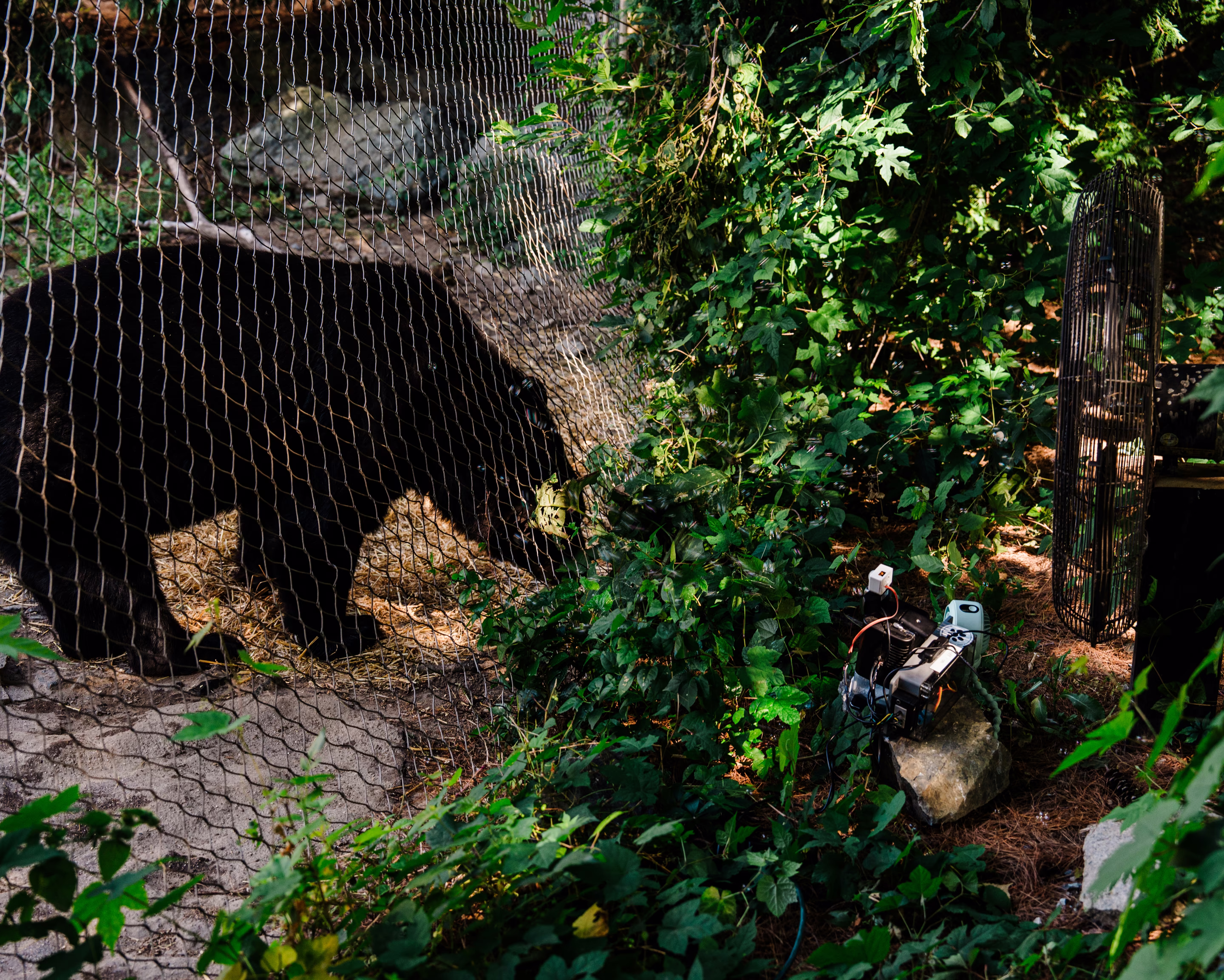 a black bear stands at a fence looking at bubbles