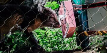 Could High-Tech Toys Help Animals Act More Wild?