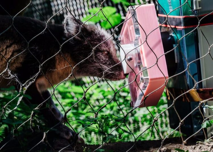 Could High-Tech Toys Help Animals Act More Wild?