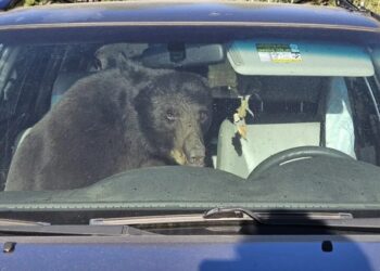 Climate change pushes thirsty bears into Coloradans’ cars — one honked a horn for hours from 3am onward