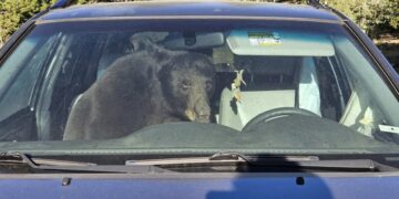 Climate change pushes thirsty bears into Coloradans’ cars — one honked a horn for hours from 3am onward
