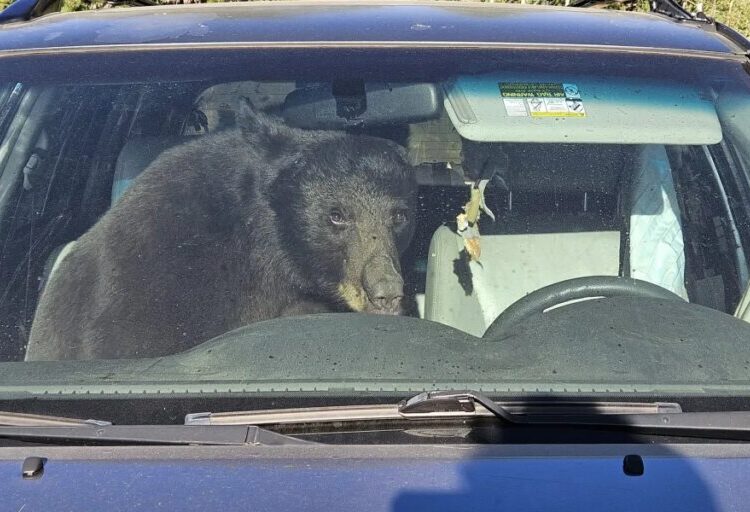 Climate change pushes thirsty bears into Coloradans’ cars — one honked a horn for hours from 3am onward