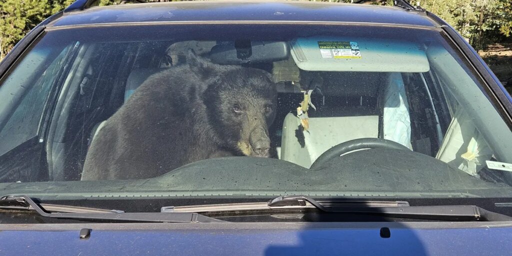 Climate change pushes thirsty bears into Coloradans’ cars — one honked a horn for hours from 3am onward