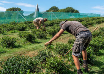 In England — Yes, England — Tea and Cantaloupe Grow as the Climate Warms