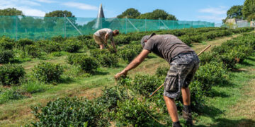 In England — Yes, England — Tea and Cantaloupe Grow as the Climate Warms
