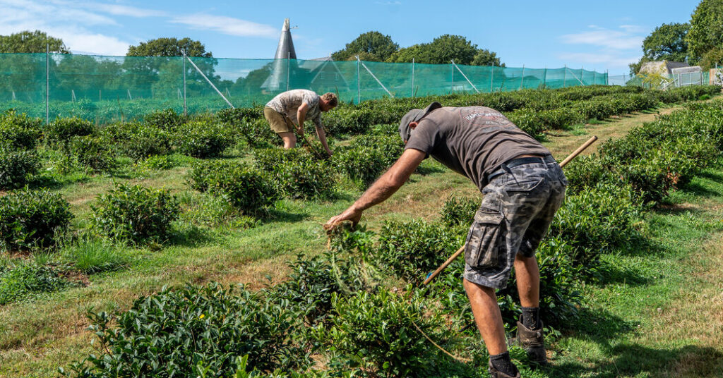 In England — Yes, England — Tea and Cantaloupe Grow as the Climate Warms
